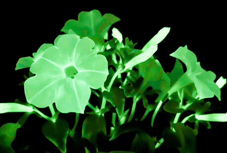 Firefly Bioluminescent Petunias