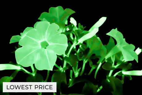 Petunia Firefly 5 Pack