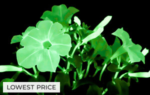 Petunia Firefly 5 Pack