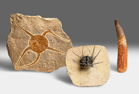 Fascinating Fossils