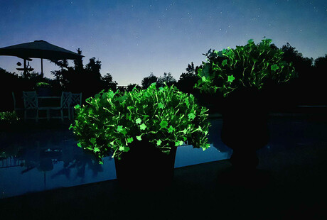 Petunia Firefly 5 Pack