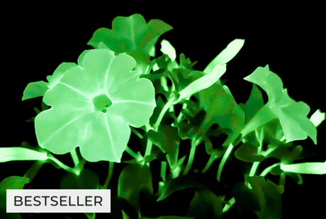 Petunia Firefly 5 Pack