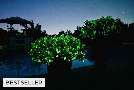 Petunia Firefly 5 Pack
