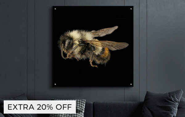 Vibrant Wildlife Prints