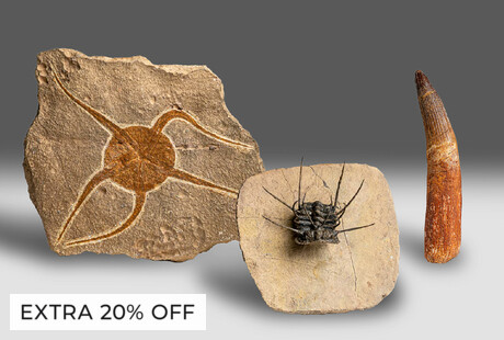 Fascinating Fossils