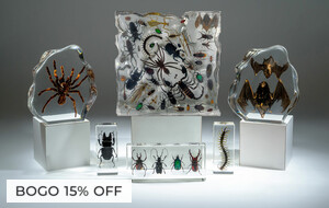 Astro Gallery Insect Displays