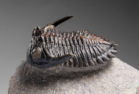 Fascinating Fossils