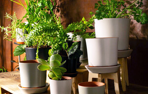 Push Planters