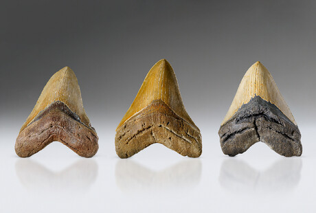 Giant Megalodon Teeth