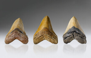 Giant Megalodon Teeth
