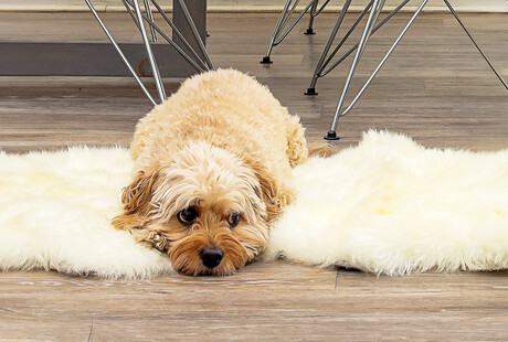 Add Warmth, Softness, & Style