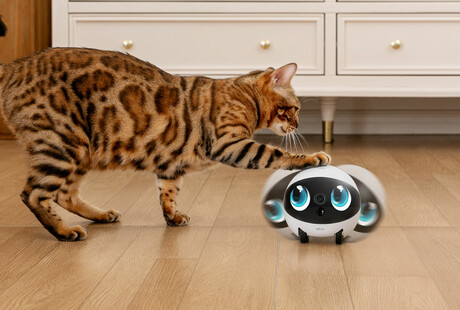 Family Companion Robots