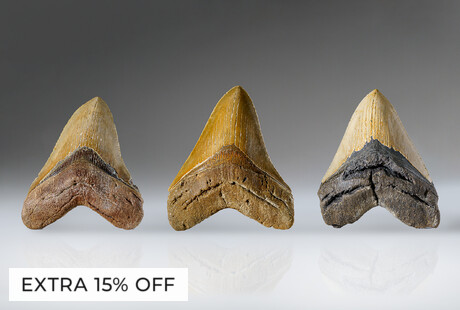 Giant Megalodon Teeth