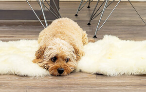 Sheepskin Rugs