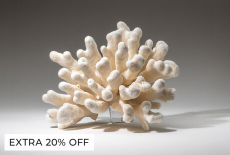 Enchanting Corals & Shells