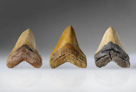 Giant Megalodon Teeth