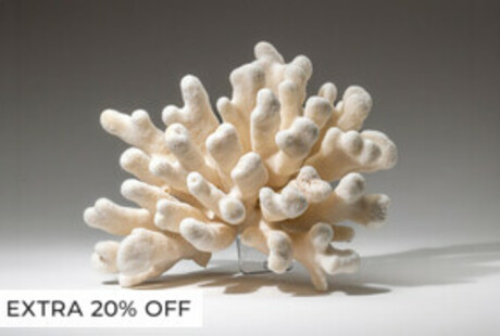 Enchanting Corals & Shells