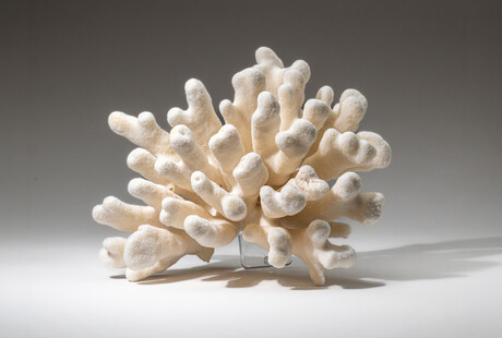 Enchanting Corals & Shells