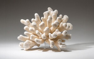 Enchanting Corals & Shells