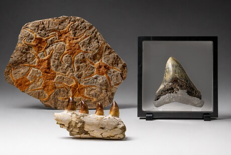 Fossils & Ancient Relics